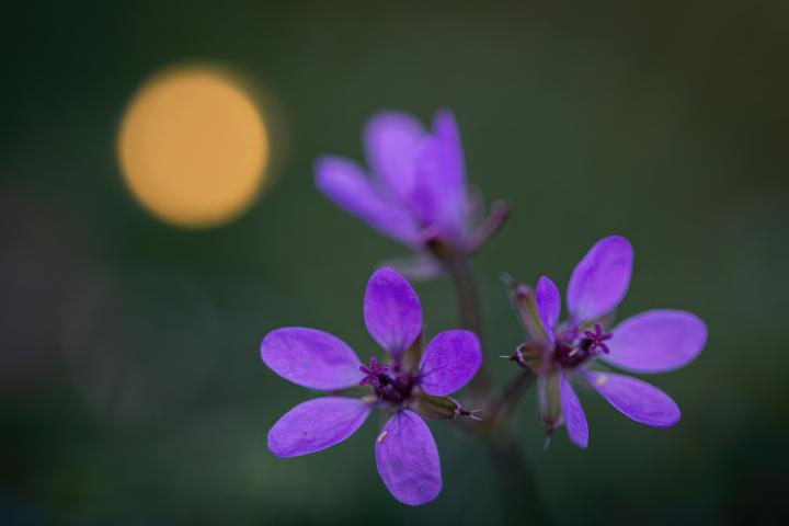 Haladó szintű természetfotó tanfolyam